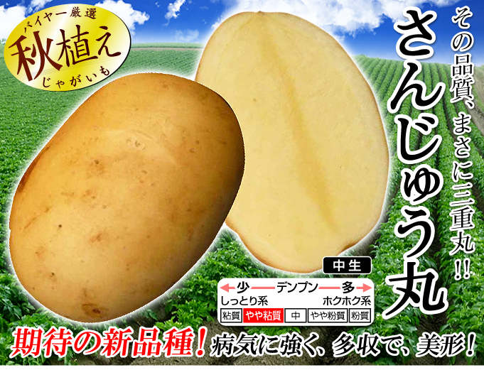 さんじゅう丸