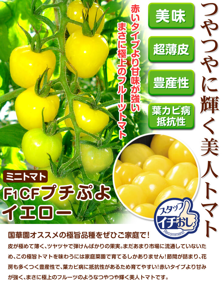 putipuyo-yellow.jpg