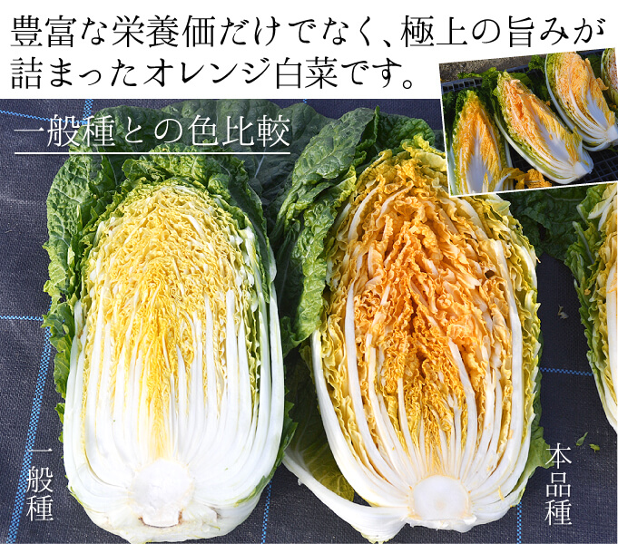 オレンジクイン・紹介01