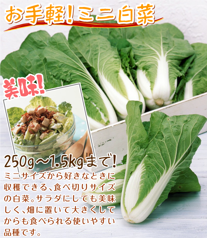 白菜 タイニーシュシュ