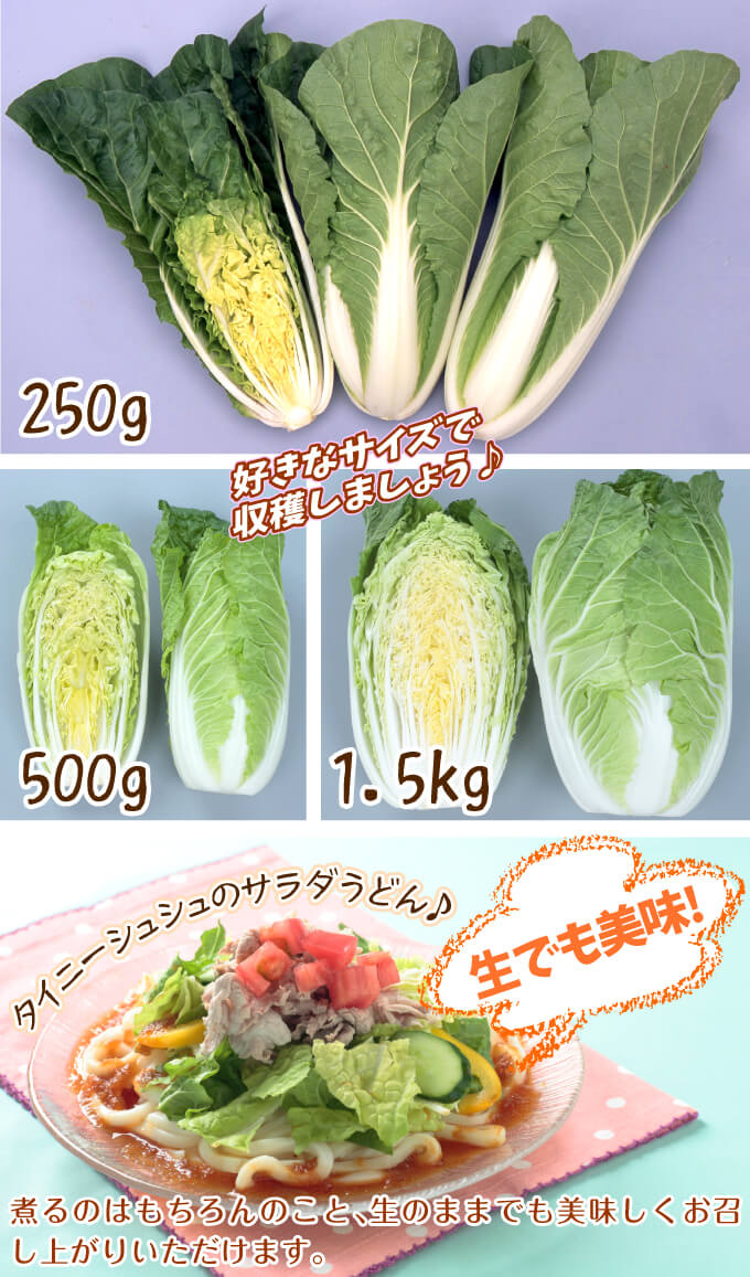 白菜 タイニーシュシュ