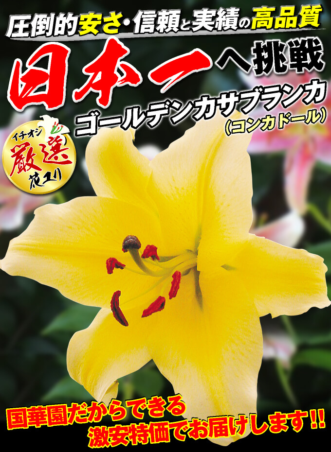 ゴールデンカサブランカ