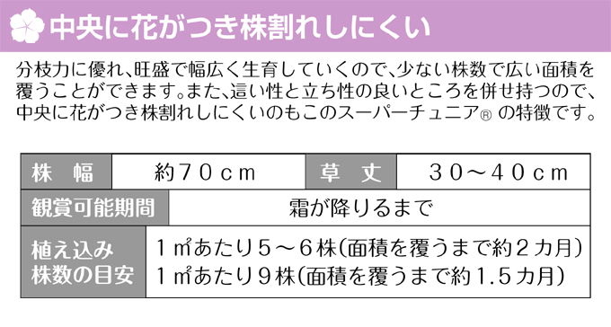 ペチュニア ピンクスター