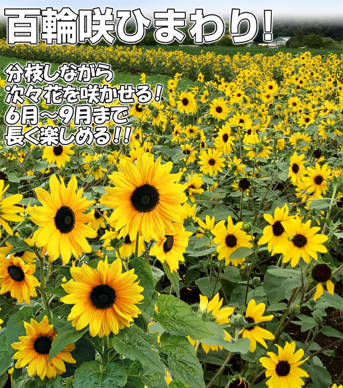 ひまわり　サンフィニティ