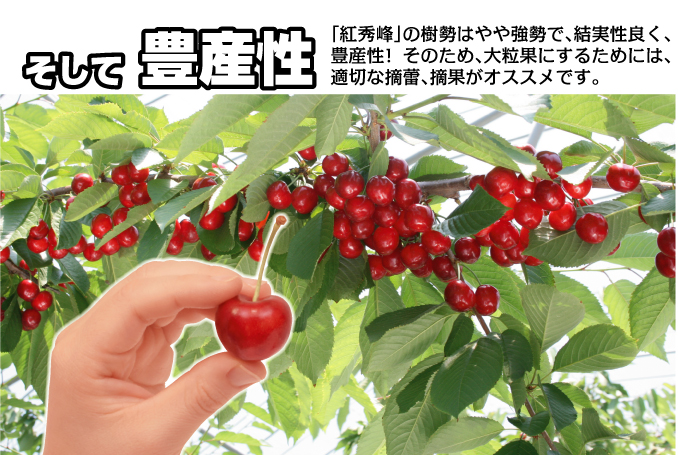 チェリー 苗木 紅秀峰 豊産性