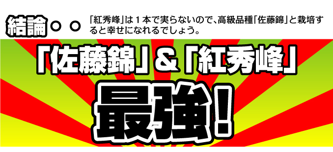 さくらんぼ 苗木 紅秀峰 佐藤錦