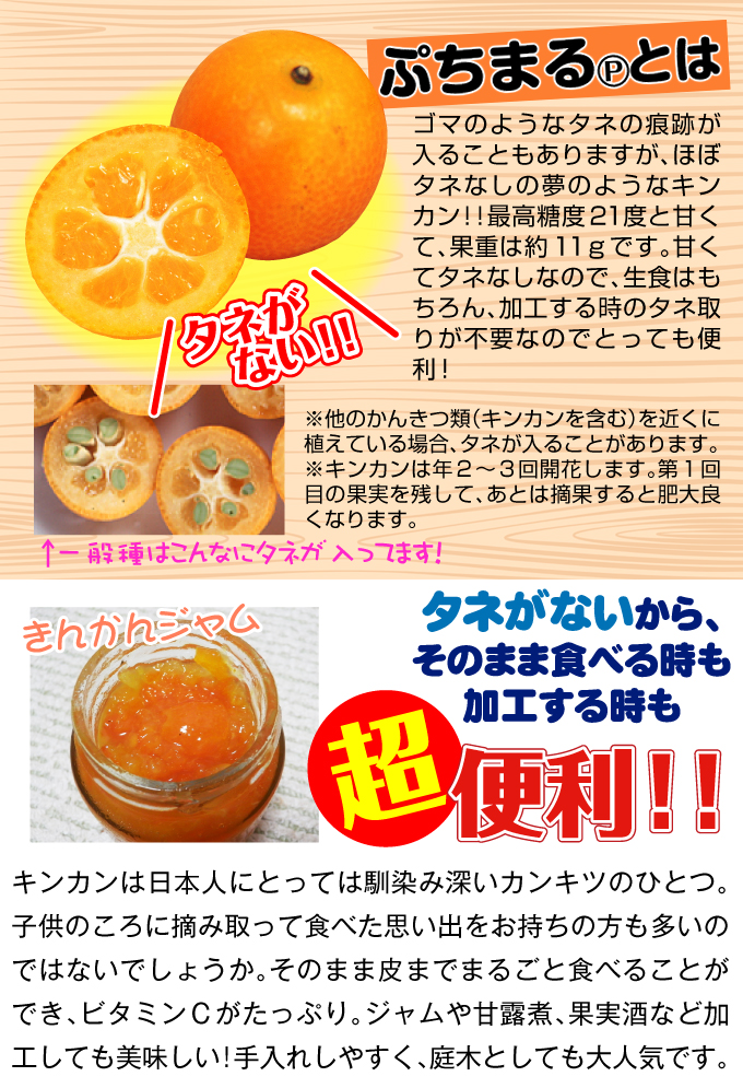 種なし金柑 ぷちまる