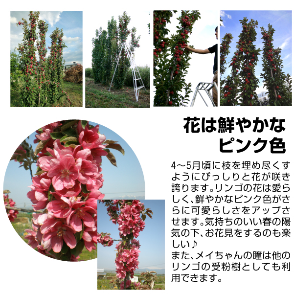 メイちゃんの瞳の花