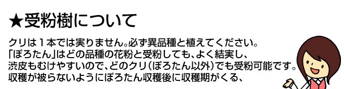 クリの受粉樹について