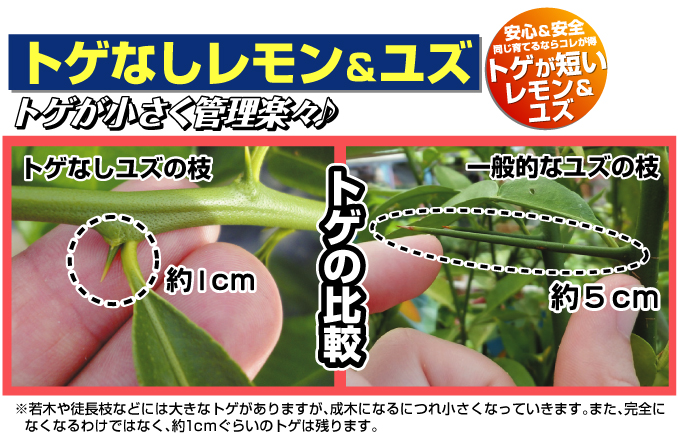 トゲなし 苗木 ユズ