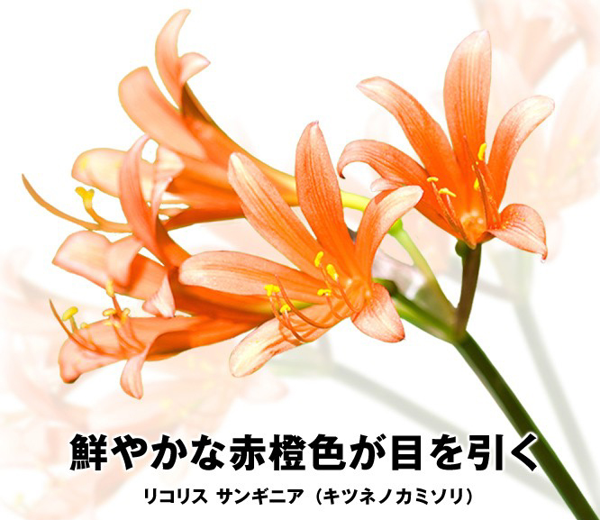 リコリス・サンギニア