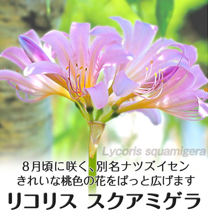 リコリス スクアミゲラ
