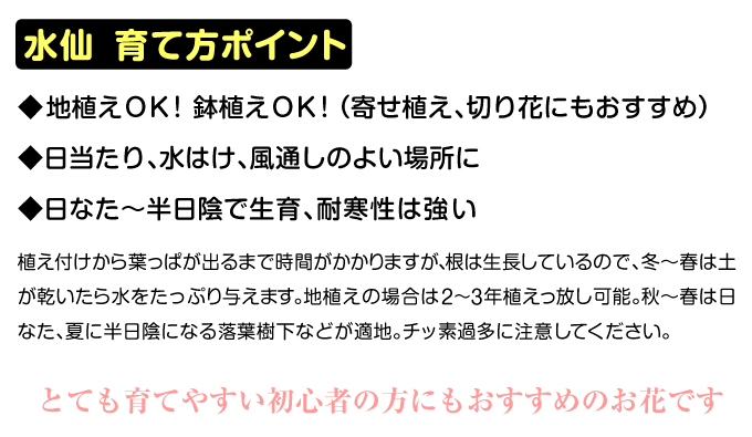 水仙育て方