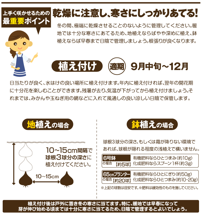 チューリップの育て方
