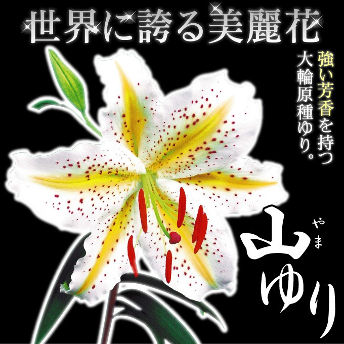 山ユリ01