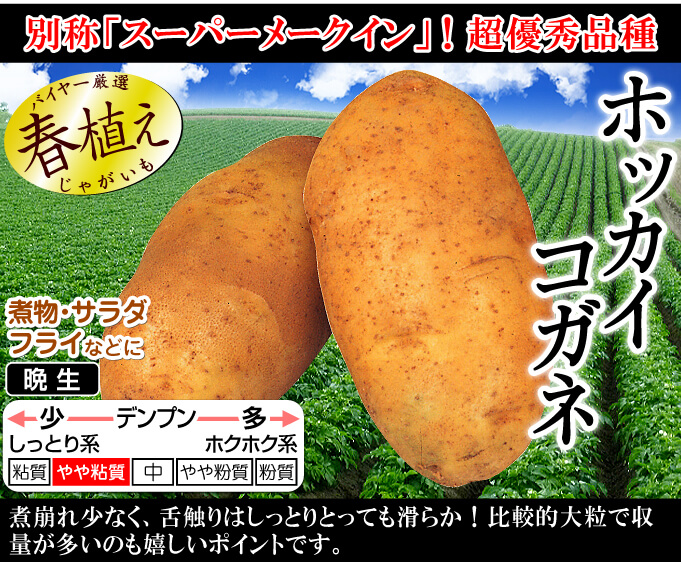 ホッカイコガネメイン