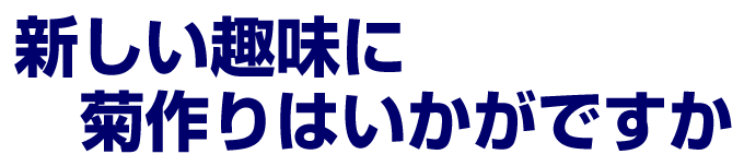福助菊