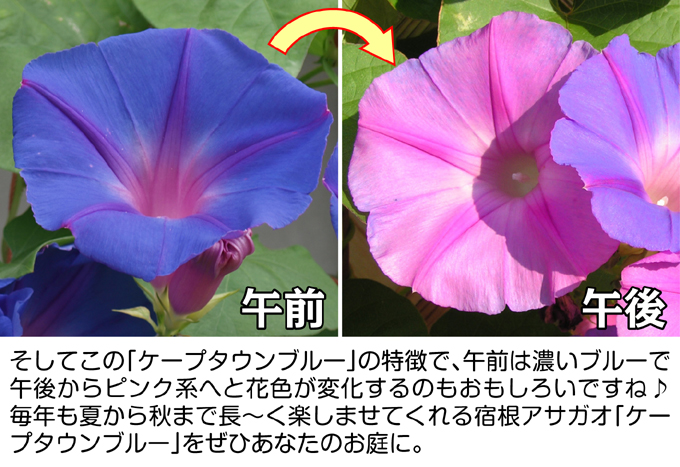 宿根アサガオ ケープタウンブルー