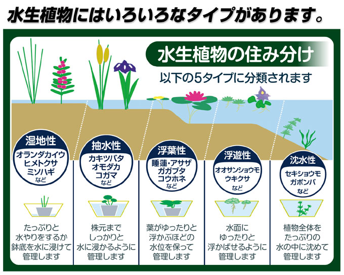 水生植物