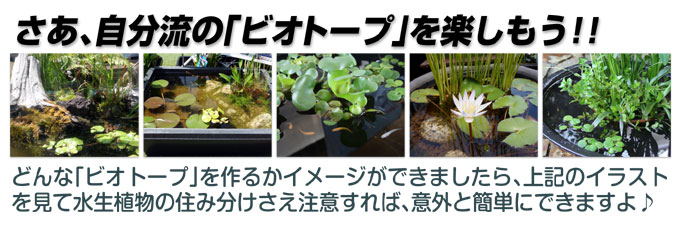 水生植物
