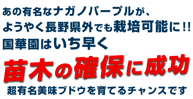 ブドウ 苗木 ナガノパープル 苗木販売開始