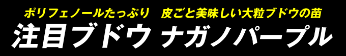 ブドウ 苗木 ナガノパープル 大粒ブドウ