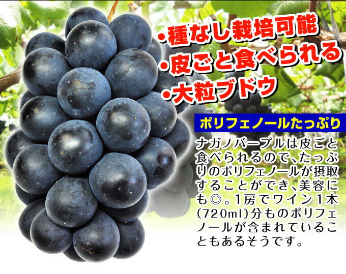 ブドウ 苗木 ナガノパープル 皮ごと食べられる