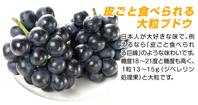 ブドウ 苗木 ナガノパープル 美味しい
