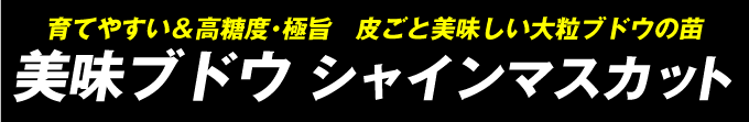 シャインマスカット