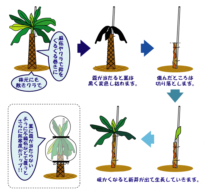 アイスクリームバナナ 冬越し