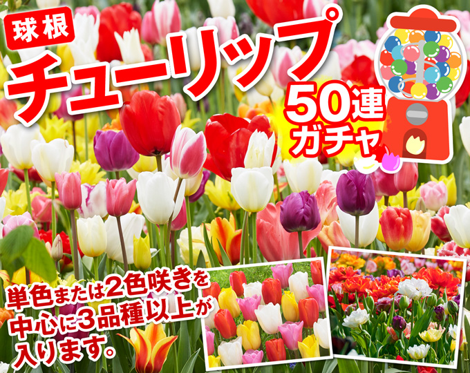 チューリップ50連ガチャ