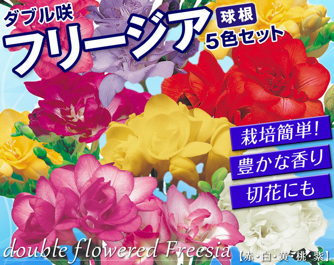ダブルフリージア