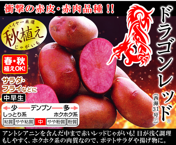 ドラゴンレッドメイン