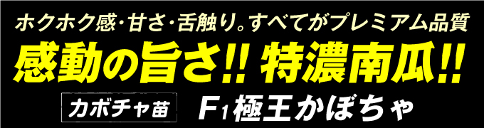 極王かぼちゃ・紹介