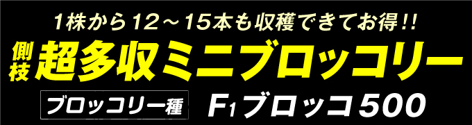 超多収ミニブロッコリー