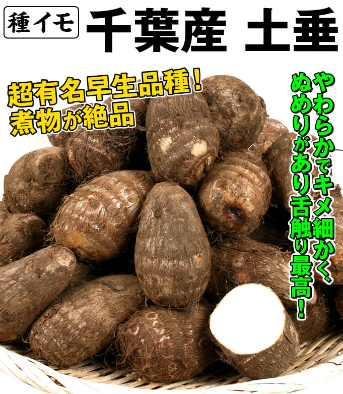 chibadodare01.jpg