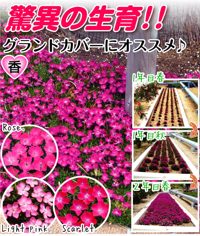 花苗 ナデシコ 花はなセット