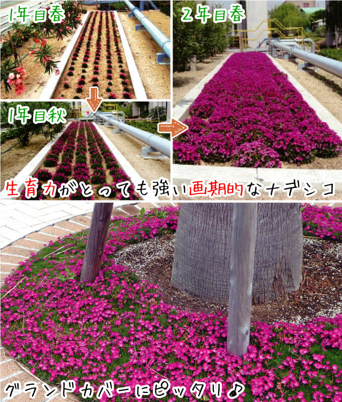 花苗 ナデシコ 花はなセット