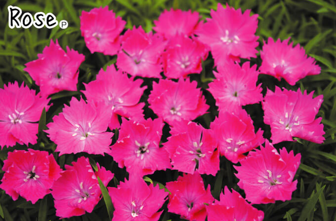 花苗 ナデシコ 花はなセット