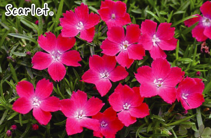 花苗 ナデシコ 花はなセット