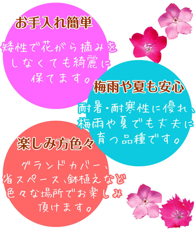 花苗 ナデシコ 花はなセット