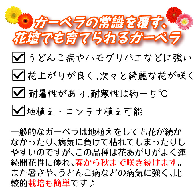 花苗 ガーデンガーベラ スウィートスマイル