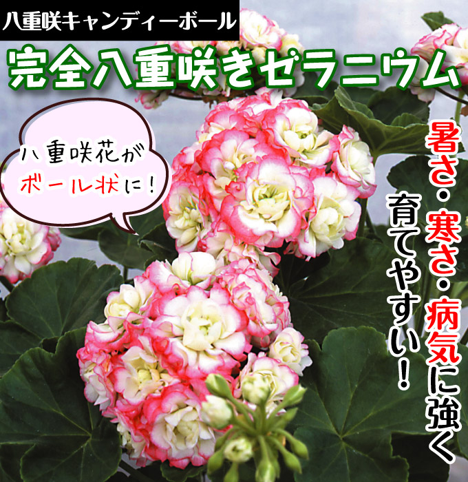 ゼラニウム 八重咲きアップルブロッサム