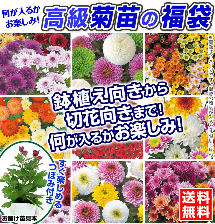 菊苗福袋