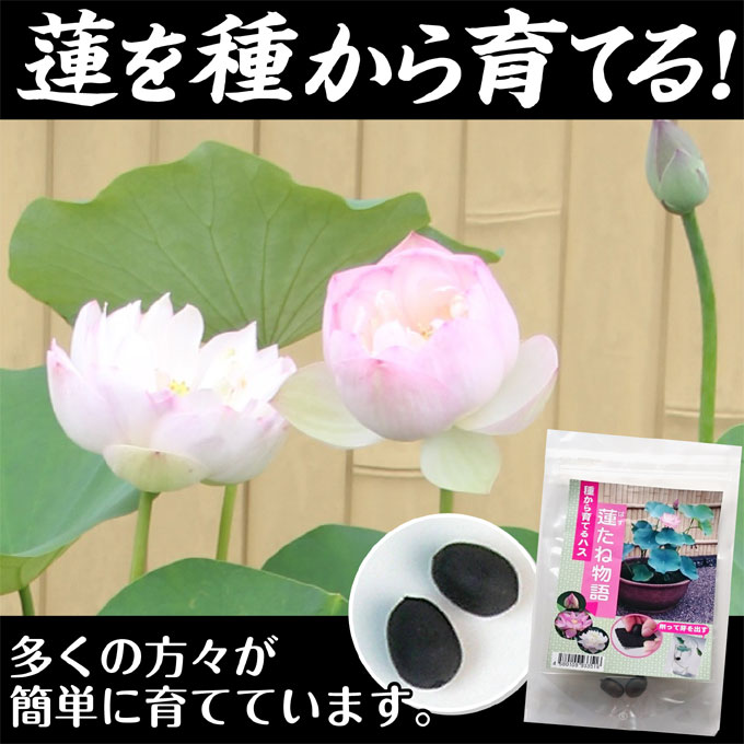蓮たねものがたり