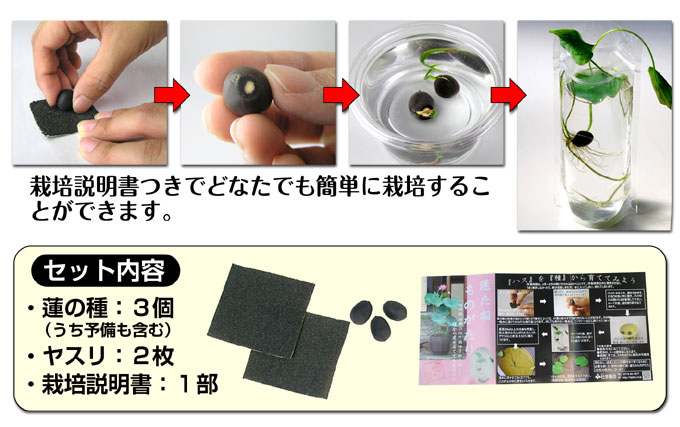 蓮たねものがたり