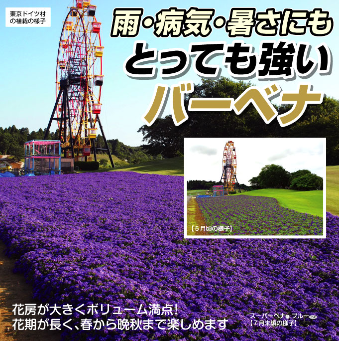 バーベナ苗スーパベナR ローズ