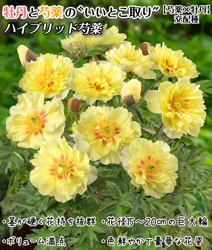 ハイブリッド芍薬 バートゼラ