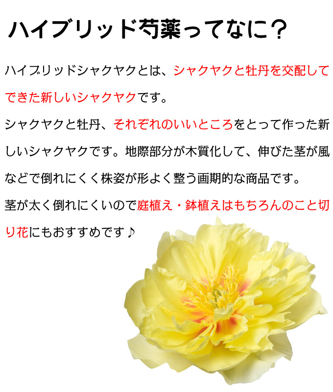 ハイブリッド芍薬 バートゼラ2