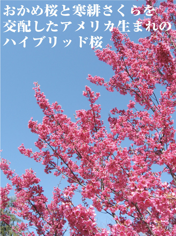 桜　ファーストレディー2